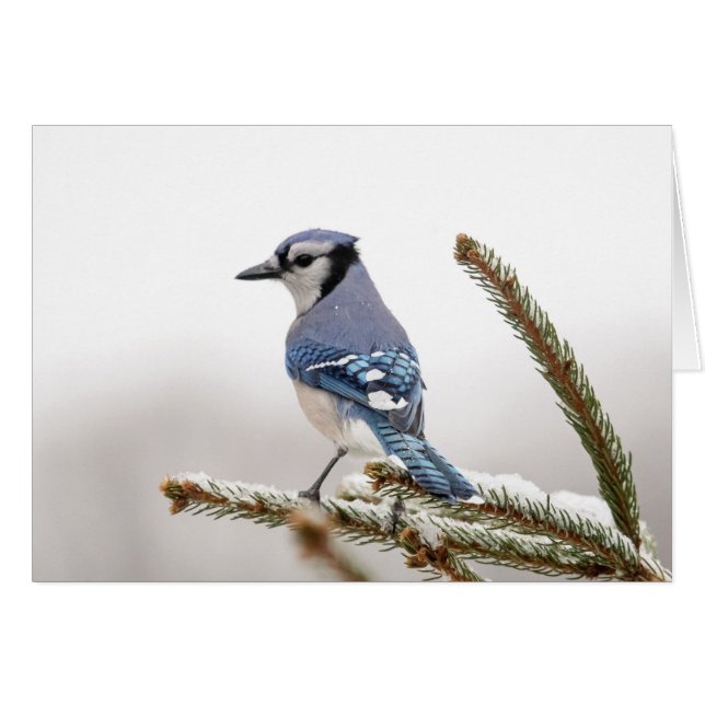 Cartão Blue Jay no inverno (Frente Horizontal)