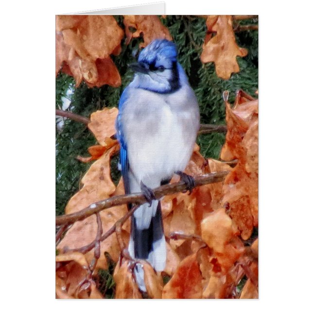 Cartão Blue Jay on Oak (Frente)
