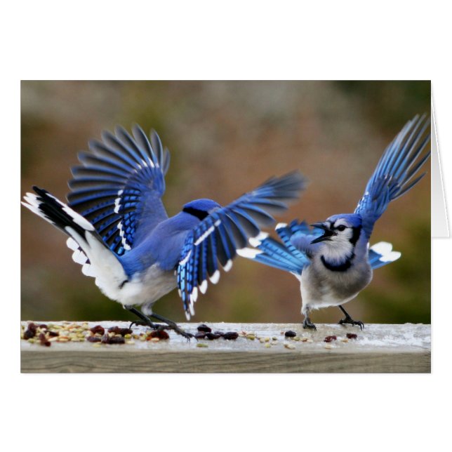Cartão Blue Jays Esmagando durante o almoço (Frente Horizontal)