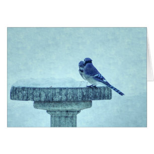 Cartão Blue Jays Winter Feeding Paintereting Card