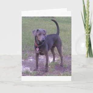 Cartão blue lacy completo