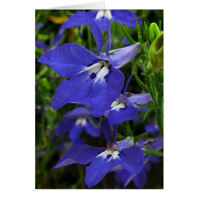 Cartão Blue Lobelia (Frente)
