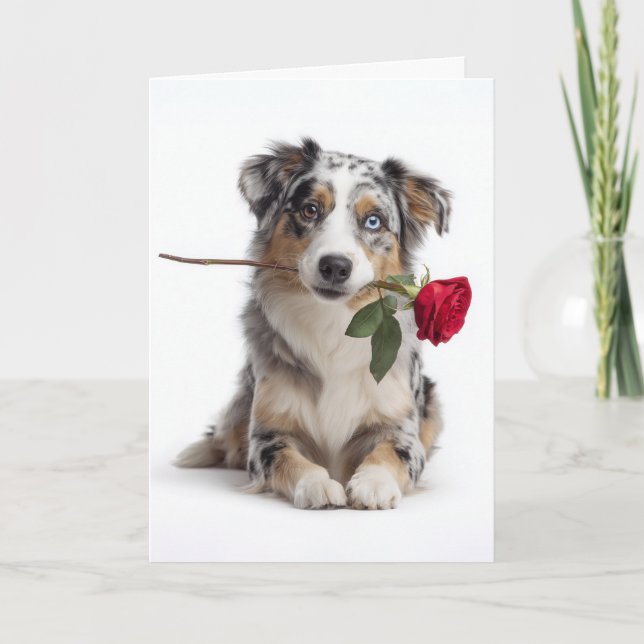Cartão Blue Merle Aussie no Dia dos Namorados – Amor Devo (Frente)