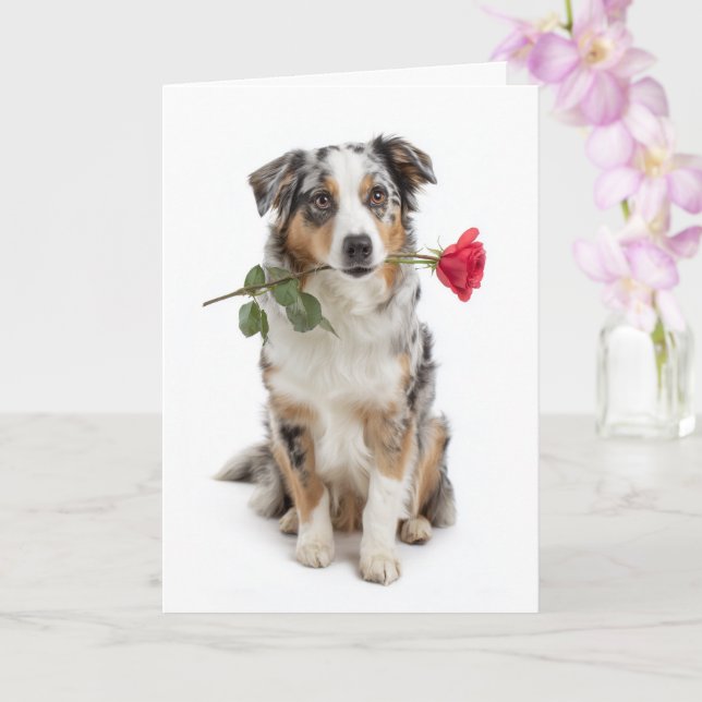 Cartão Blue Merle Aussie Valentine – Devoted Love (Orquídea)