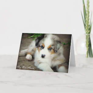 Cartão Blue Merle Australian Shepherd Greeting Card