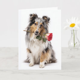 Cartão Blue Merle Sheltie Valentine – Devotamento Suave