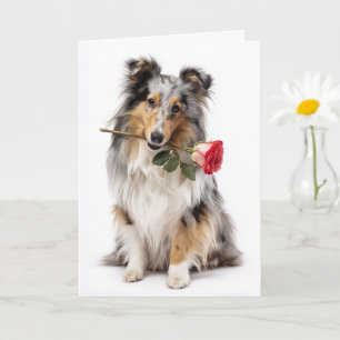 Cartão Blue Merle Sheltie Valentine – Devotamento Suave