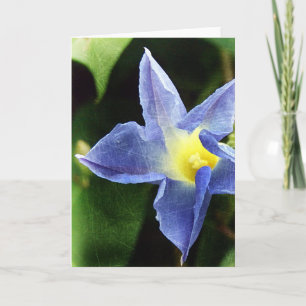 Cartão Blue Morning Glory Flower