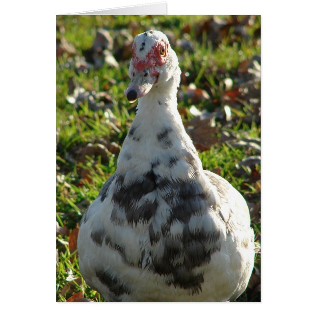 Cartão Blue Pied Muscovy Hen (Frente)