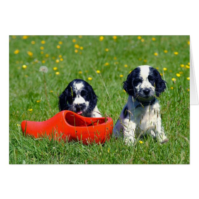 Cartão Blue Roan Cocker Spaniels (Frente Horizontal)