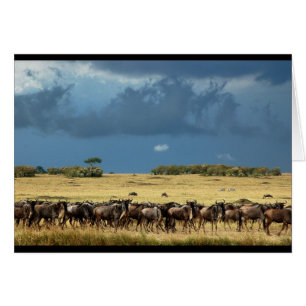 Cartão Blue Wildebeest (GNU) Masai Mara Kenya