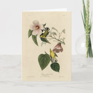 Cartão Blue-Winged Yellow Warbler - Audubon Birds America