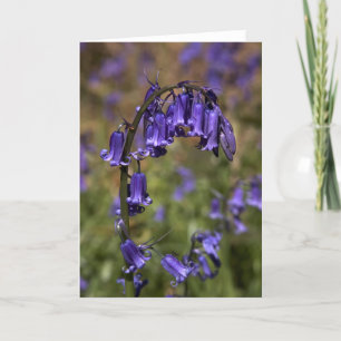 Cartão Bluebells card by cARTerART