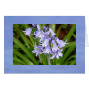 Cartão Bluebells do primavera