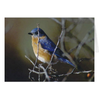 Cartão Bluebird