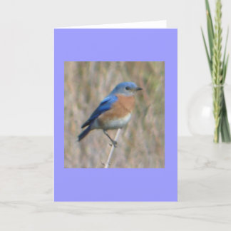Cartão "Bluebird "