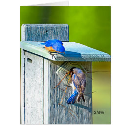 Cartão Bluebird 020 que aninha o resíduo metálico grande