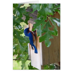 Cartão Bluebird em casa