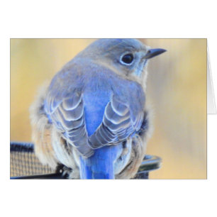 Cartão Bluebird frio no NH
