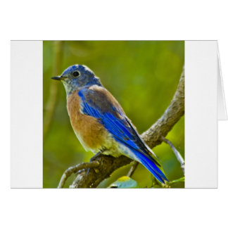 Cartão Bluebird ocidental