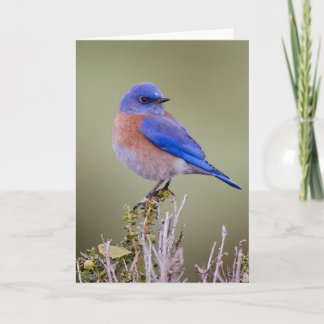 Cartão Bluebird ocidental