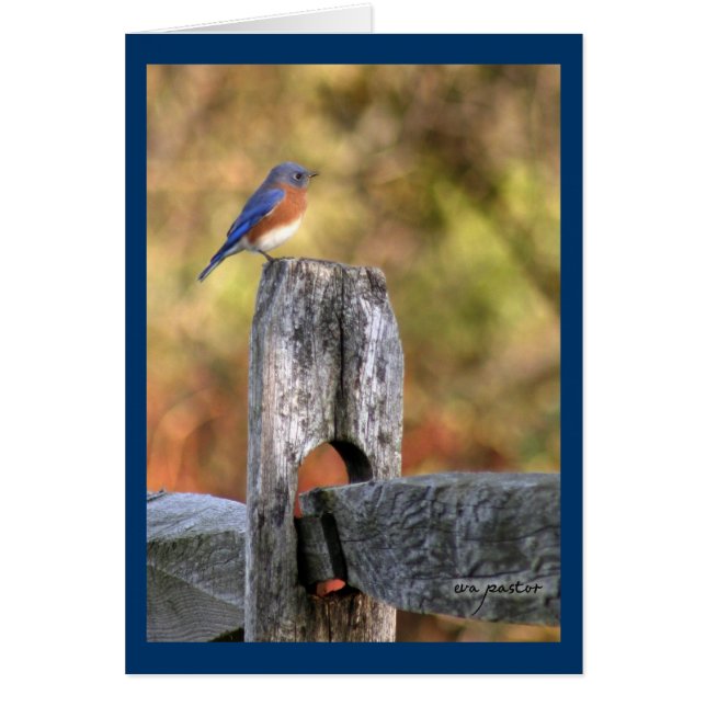 Cartão Bluebird of Felicidade ~ Art Mooney (Frente)