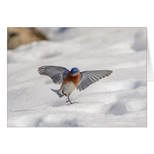 Cartão Bluebird oriental dançando na neve