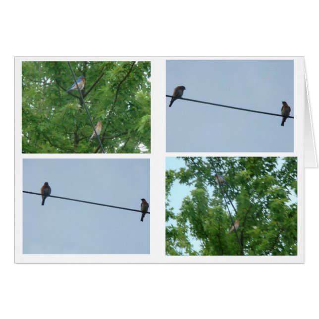 Cartão Bluebird Pair, Colagem (Frente Horizontal)