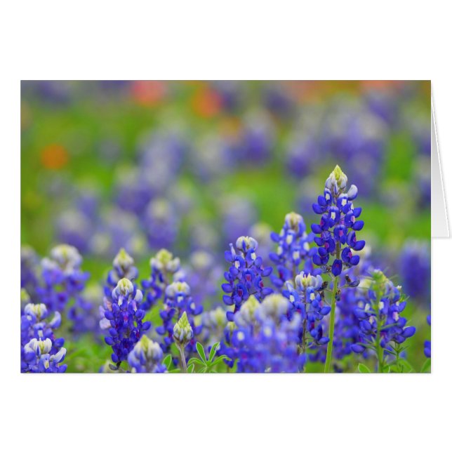 Cartão Bluebonnets de Texas (Frente Horizontal)