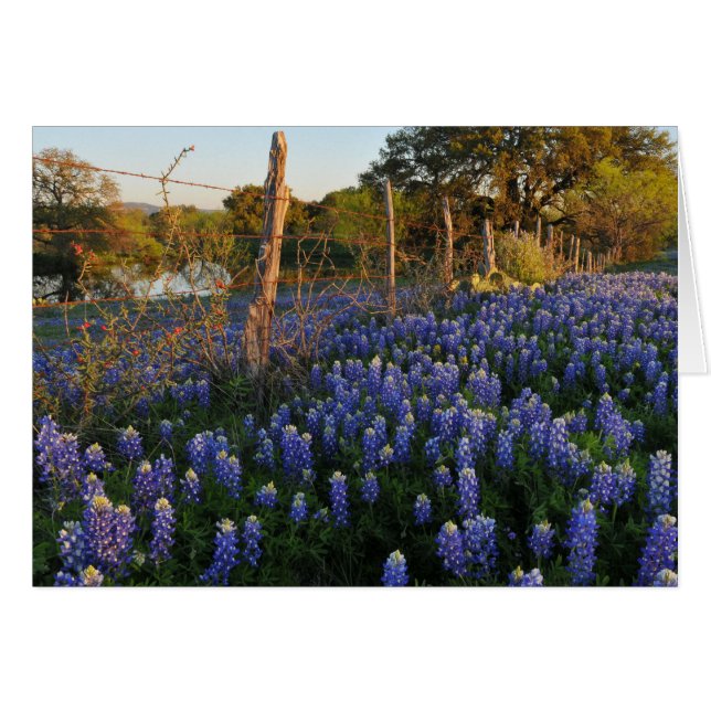 Cartão Bluebonnets e cerca do arame farpado (Frente Horizontal)