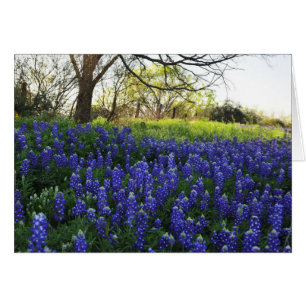 Cartão Bluebonnets na noite