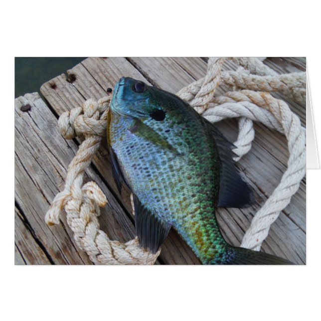 Cartão bluegill no doca (Frente Horizontal)