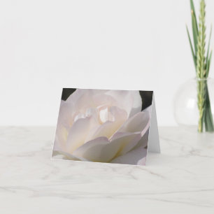 Cartão Blushing White Rose