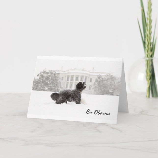 Cartão Bo Obama na neve (Frente)