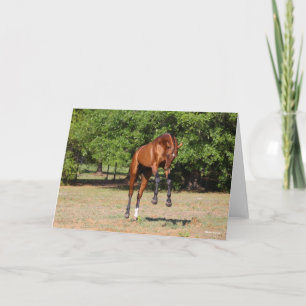 Cartão Bob Langrish Akhal Teke Stallion Leaping
