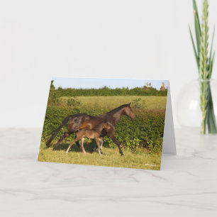 Cartão Bob Langrish   Ama de Warmblood e Caminho das Pés