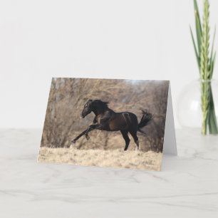 Cartão Bob Langrish   Andaluciano em funcionamento