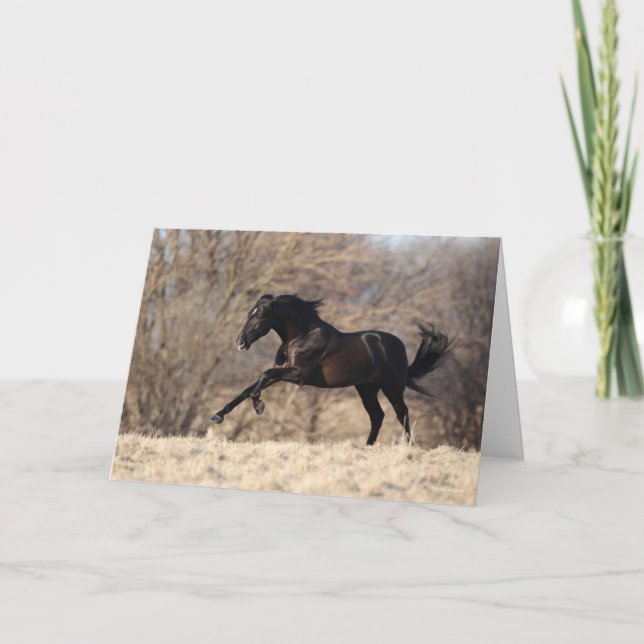 Cartão Bob Langrish | Andaluciano em funcionamento (Frente)