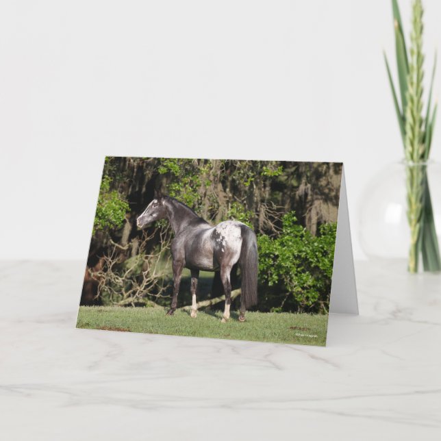 Cartão Bob Langrish | Appaloosa Standing (Frente)