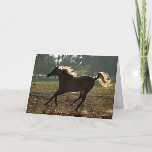 Cartão Bob Langrish Arábica com retroiluminação