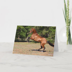 Cartão Bob Langrish Bay Akhal Teke Stallion Rearing