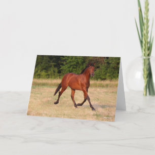 Cartão Bob Langrish Bay Andalucian Colt No Campo