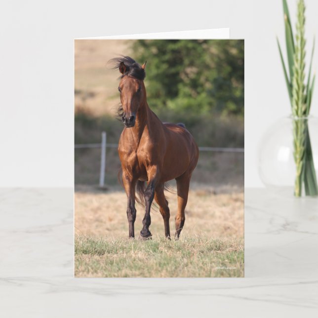 Cartão Bob Langrish | Bay Arab Standing Mane Blowing (Frente)