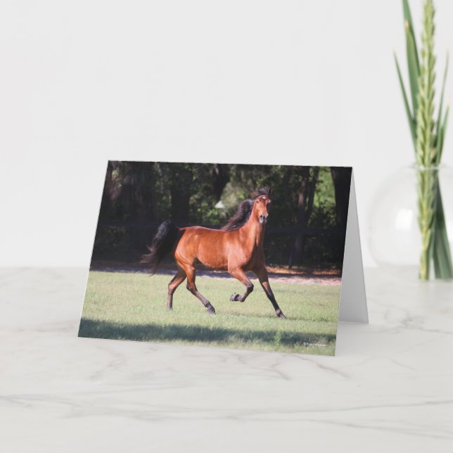 Cartão Bob Langrish | Bay Tennessee Walker Running (Frente)