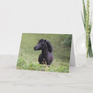 Cartão Bob Langrish Black Shetland Pony Stallion Headshot