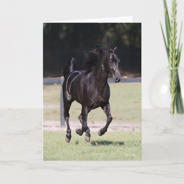 Cartão Bob Langrish | Black Tennessee Walker Running (Frente)