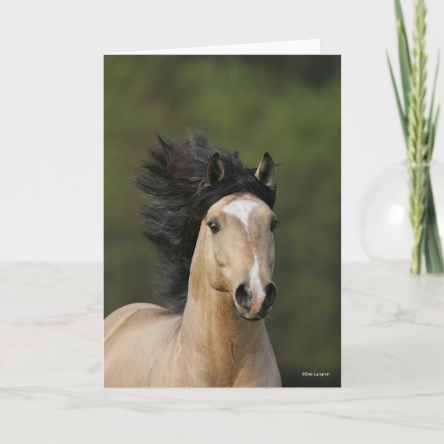 Cartão Bob Langrish | Buckskin Welsh Pony Headshot (Frente)