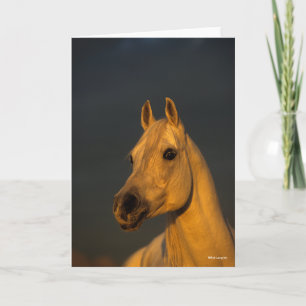 Cartão Bob Langrish Cabeça Árabe Da Cinza Ao Sol