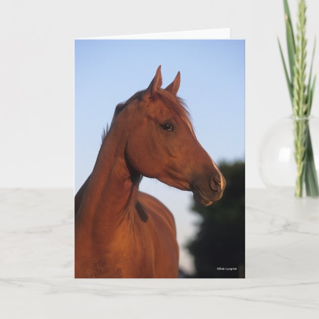 Cartão Bob Langrish | Cabeça Árabe de Castanheiro (Frente)