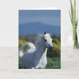 Cartão Bob Langrish   Cabeça Árabe de Cinzas